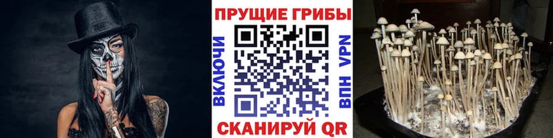 Псилоцибиновые грибы GOLDEN TEACHER  купить наркотики цена  Зеленокумск 